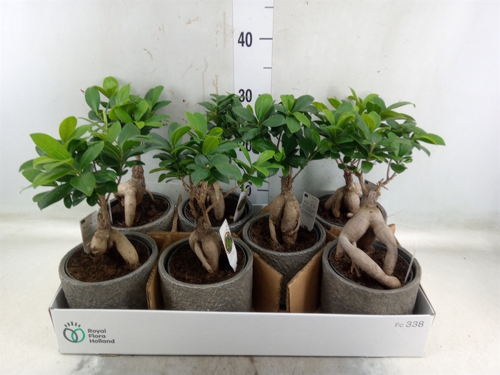 <h4>Ficus microcarpa 'Ginseng'</h4>