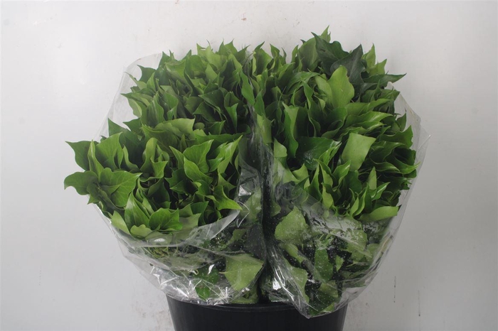 <h4>Hedera Leaves Per Bunch</h4>
