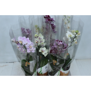 PHALAENOPSIS MINI P09