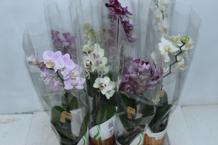<h4>PHALAENOPSIS MINI P09</h4>