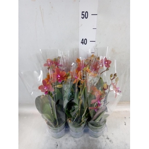 Phalaenopsis multi.   ...