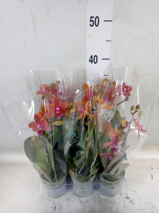 <h4>Phalaenopsis multi.   ...</h4>