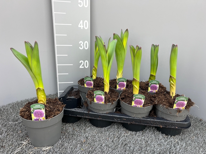 <h4>ALLI GIGANTEUM</h4>