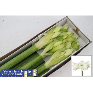 HIPPEASTRUM GA 'MONT BLANC'