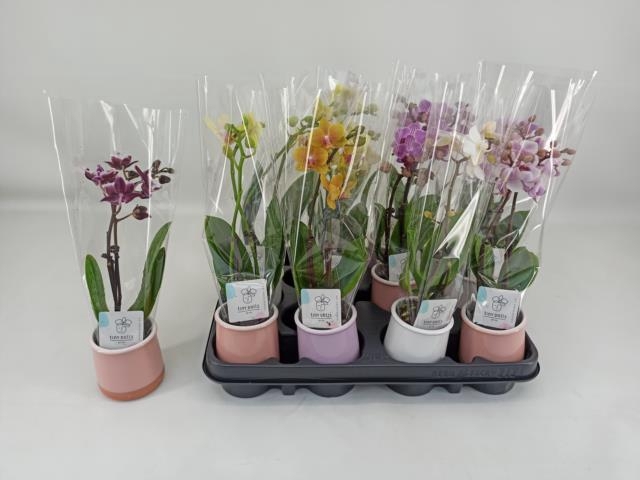 <h4>PHAL MINI</h4>