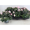 Rhodo Si Hulsten