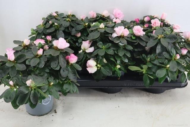 Rhodo Si Hulsten