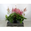 Astilbe arendsii 'Federsee'