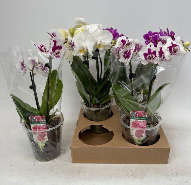 <h4>!! PROMO !! PHAL MIX 2 TAK X4</h4>