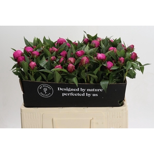 Paeonia Red Sarah Bernhardt