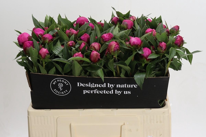 <h4>Paeonia Red Sarah</h4>