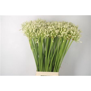 Agapanthus White Grace