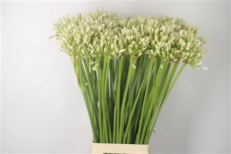 <h4>Agapanthus White Grace</h4>