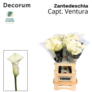ZANT CAPT VENTURA