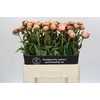 Paeonia Albert Crousse