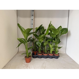 STRELITZIA NICOLAI