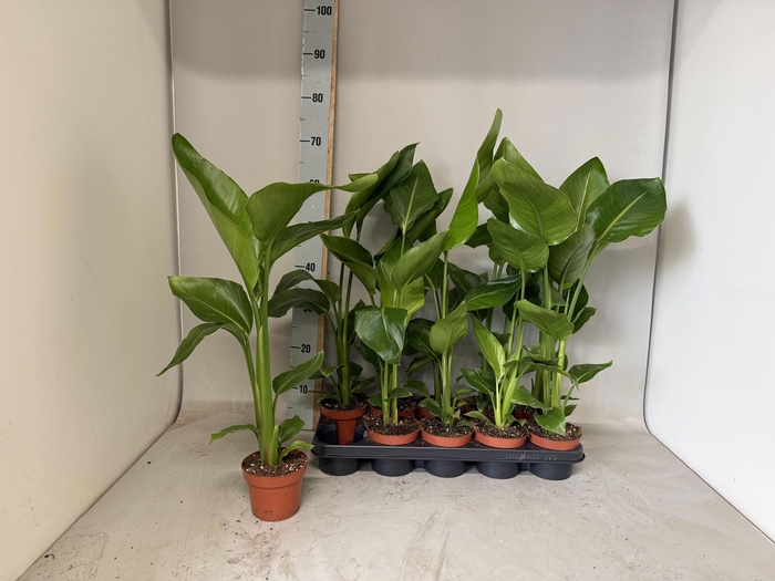 <h4>STRELITZIA NICOLAI</h4>