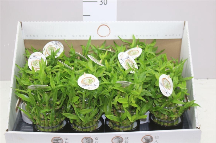 <h4>Dracaena Lucky Bamboo Ring 3b Keramiek</h4>