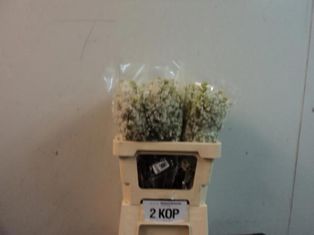 <h4>SYR V MME FL STEPMAN RIPE CUT 2+</h4>