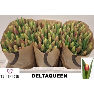 TU EN DELTAQUEEN