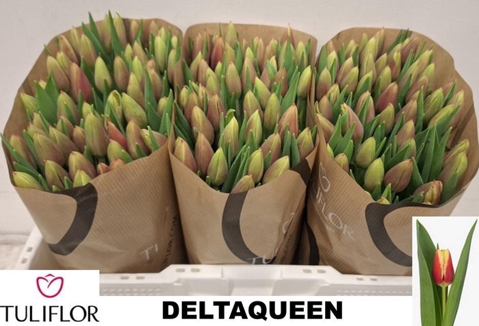 <h4>TU EN DELTAQUEEN</h4>