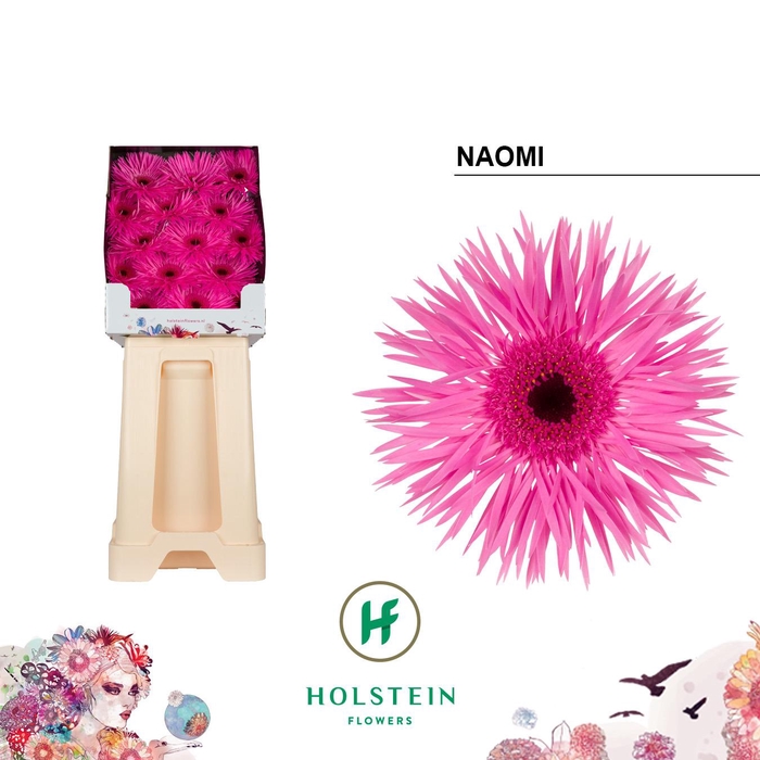 <h4>Gerbera Spider Naomi Diamond</h4>