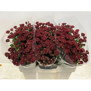 CHR S JINDA RED