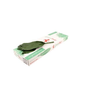Aspidistra 30