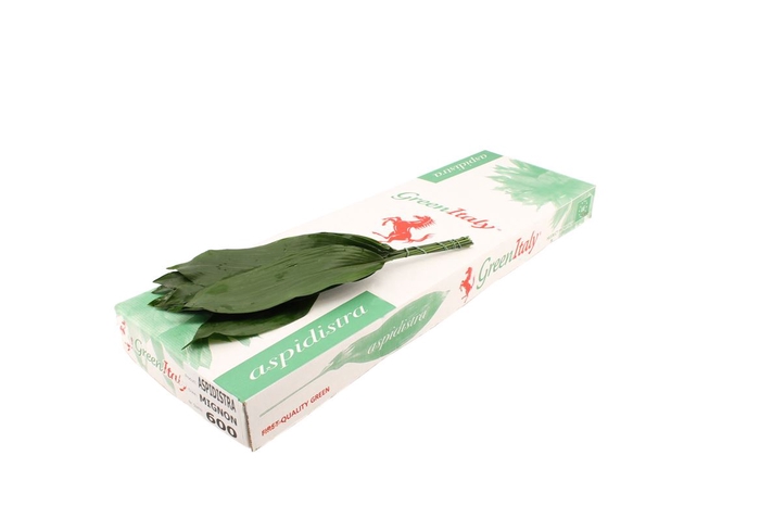 <h4>Aspidistra 40cm</h4>