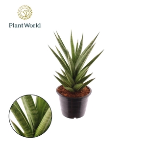 Sansevieria 'Starshooter'