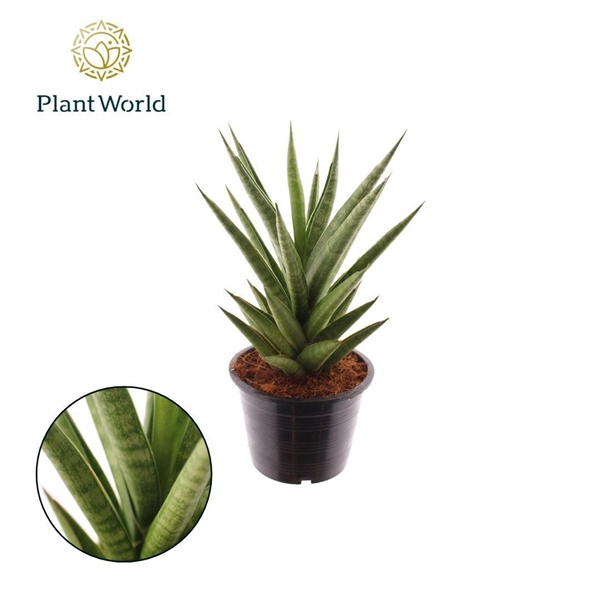 <h4>Sansevieria 'Starshooter'</h4>