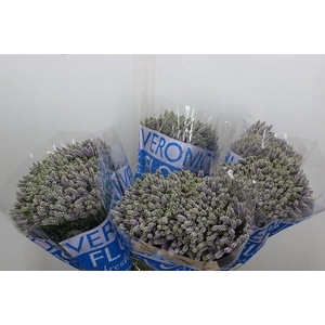 Veronica  'Smart Splash'
