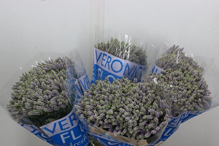 <h4>Veronica  'Smart Splash'</h4>