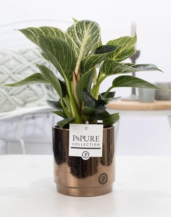 <h4>Philodendron White Wave in P&PURE Juliette ceramics gold/bronze</h4>