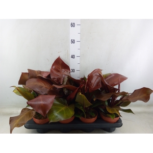 Philodendron  'Sunlight'