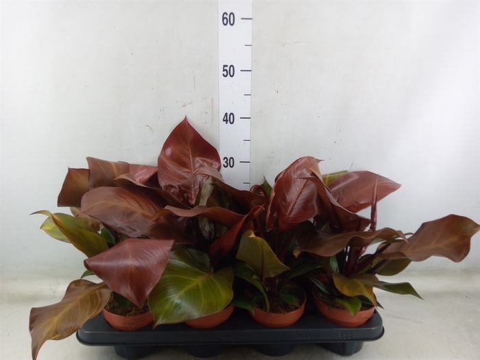 <h4>Philodendron  'Sunlight'</h4>