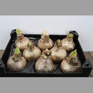 Wax Hipp Topline Gl Titaan