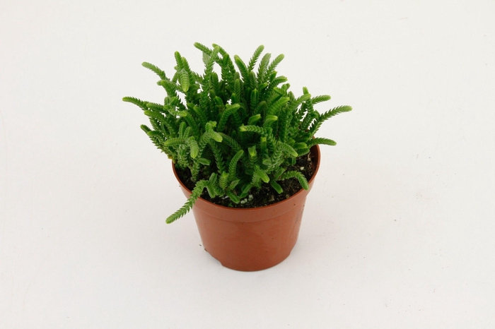 <h4>Crassula Licopodioides</h4>