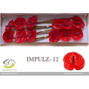 Anthurium Impulz