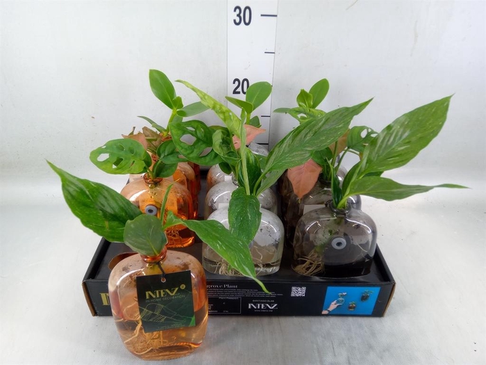 <h4>Planten ..mix</h4>