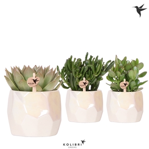 Kolibri Greens Succulenten mix in Pearl pot travertine