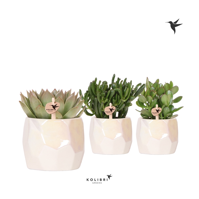 <h4>Kolibri Greens Succulenten mix in Pearl pot travertine</h4>