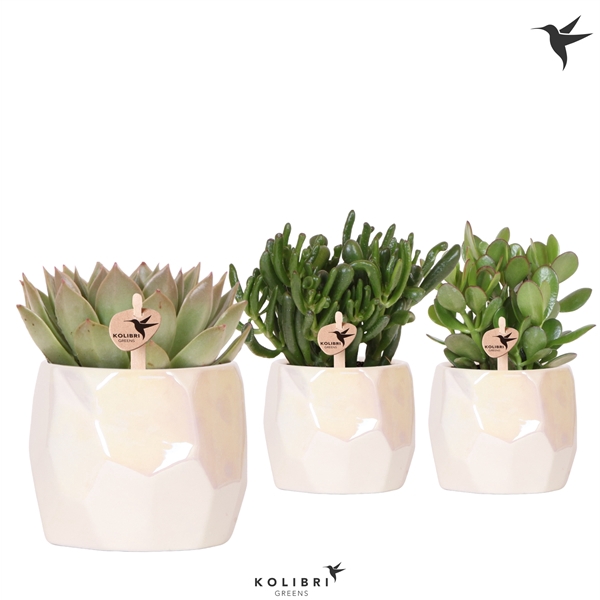 <h4>Kolibri Greens Succulenten mix in Pearl pot travertine</h4>