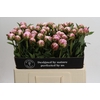 Paeonia Sarah Bernhardt