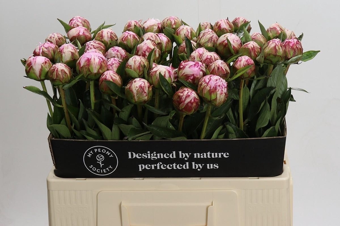 <h4>Paeonia Sarah Bernhardt</h4>