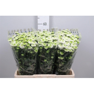 Chr S Maverick White