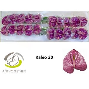 ANTH A KALEO 20