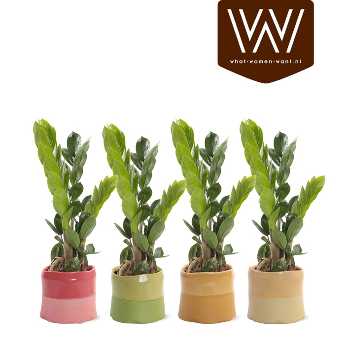 <h4>ARR ZAMIOCULCAS</h4>