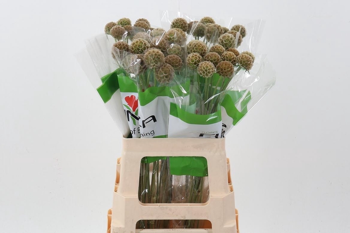 <h4>Scab Stellata</h4>