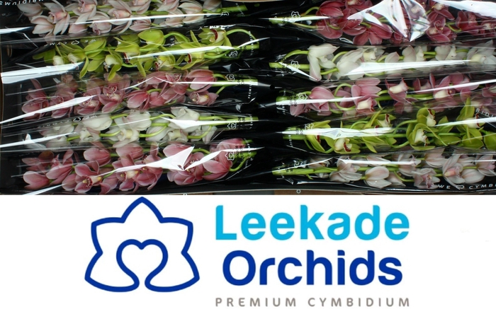 <h4>CYMB MI GEM</h4>